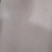 قالی وموکت|فرش|کارون, |دیوار