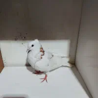 کفتر طوقی|پرنده|سراوان, |دیوار