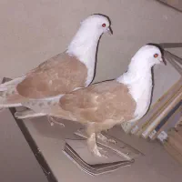 کله سفید کربلایی|پرنده|بومهن, |دیوار