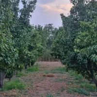 باغ گلابی و شلیل شمس
