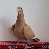 ماده زرد پلنگ