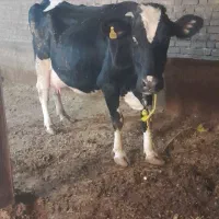 گاو با گوساله ماده اصیل