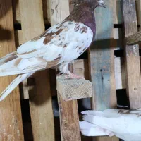 کله سرخ خونی|پرنده|کرج, کوی امامیه|دیوار