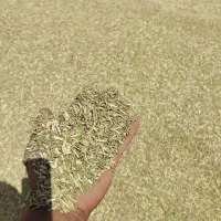 علوفه خارشتر خالص هسته خرما عناب کشمش انگور|خدمات باغبانی و درختکاری|شیراز, بازار|دیوار