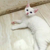 گربه بریتیش چشم یاقوتی