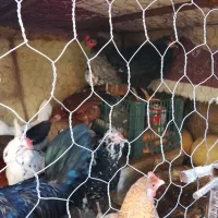 مرغ وخورس