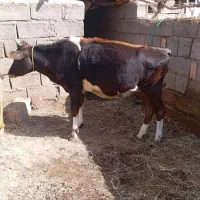 حیوانات مزرعه|حیوانات مزرعه|گنبکی, |دیوار