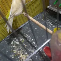 با سلام قناری ماده اماده خوشرنگ وسرحال|پرنده|اندیشه, اندیشه فاز ۱|دیوار