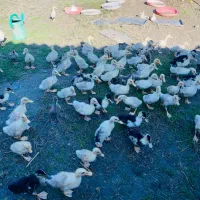 جوجه اردک نیمچه