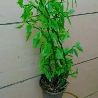 گل طبیعی اپارتمانی|گل و گیاه طبیعی|فسا, |دیوار