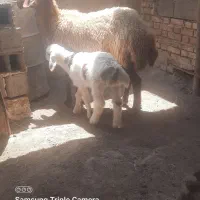 میش هترو