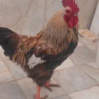 یه عددخروس|حیوانات مزرعه|اصفهان, ارداجی|دیوار