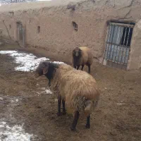 قوچ افشار ی