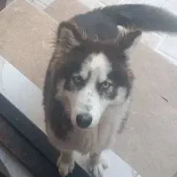 سگ هاسکی ماده مالاموت هفت ماهه سالم با شناسنامه|سگ|رشت, عینک|دیوار