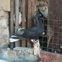 کبوتر