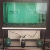 آکواریوم|ماهی|کرمان, |دیوار