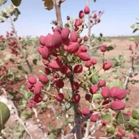 فروش-باغ-پسته