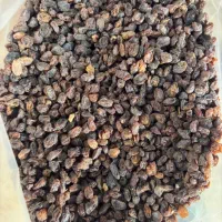 کشمش افتابی بوانات