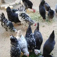 تخم مرغ گلین|حیوانات مزرعه|آبپخش, |دیوار