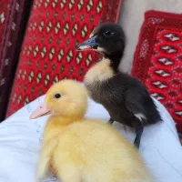 جوجه اردک شیطون و بازیگوش