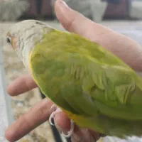 طوطی گیرینچیک|پرنده|مبارکه, |دیوار