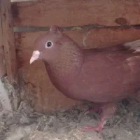 ماده سرخ دمسفید