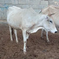 گاو گوساله گوسفند بره بز گاو میش در شادگان|حیوانات مزرعه|اهواز, گلستان|دیوار