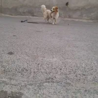 سگ پاکوتاه