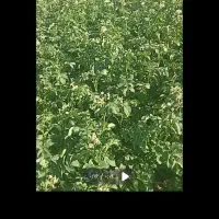 سیب زمینی بذری