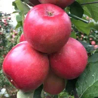 نهال سیب مالینگ زودبارده و پربازده