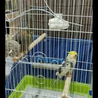 عروس هلدی