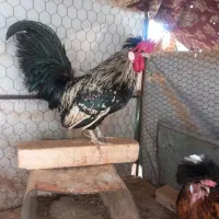 خروس|حیوانات مزرعه|اردکان, |دیوار