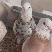30 عدد طوقی|پرنده|شیراز, حومه شیراز|دیوار