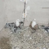 کلاغ کربلایی زرد|پرنده|رادکان, |دیوار