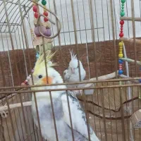 عروس هلندی هر دونر هستن سالم