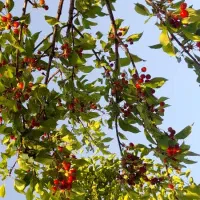 باغ زمین با الاچیق