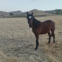 کره نریان 17ماه یک راس مادیان کرد4ساله|اسب و تجهیزات اسبسواری|حلب, |دیوار