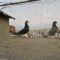 دم سفید|پرنده|شیراز, فرهنگ شهر|دیوار