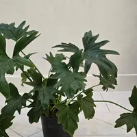 گل برگ انجیری|گل و گیاه طبیعی|اصفهان, باغ دریاچه|دیوار