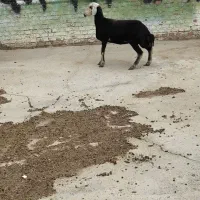 فروش 1راس بره ماده کله عروس پایه قوچ