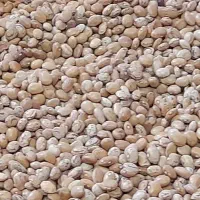لوبیا چیتی تازه تضمینی