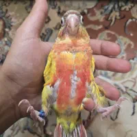 گرینچیک سرلاکی|پرنده|مشهد, تربیت (صدف)|دیوار