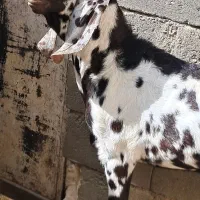 پاچن جوانه اصل پنجاب