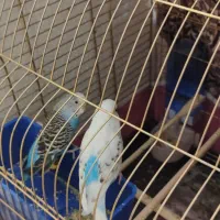 مرغ عشق جفت|پرنده|شاهین‌شهر, بانک استان|دیوار