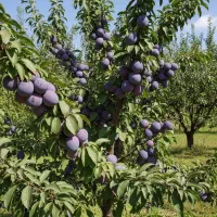 آلـو قطره‌طلایی انتخاب برتر خشکبارسازان