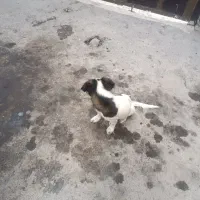 سگ پاکوتاه بامزه