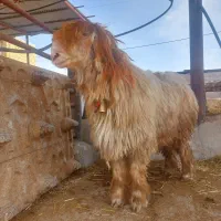 کاوه قوچ کر سفید