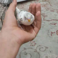 مرغ عشق دستی معاوضه همداریم