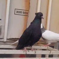 سیاه دمسفید ماده رامهرمز|پرنده|اهواز, بعثت|دیوار