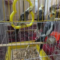 عروس هلندی|پرنده|مشهد, شهرک مهرگان|دیوار